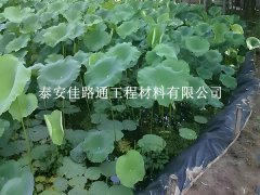 魚蝦養(yǎng)殖防滲膜為何選糙面？這些優(yōu)勢(shì)很關(guān)鍵