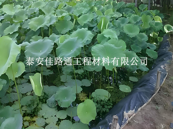 魚蝦養(yǎng)殖防滲膜為何選糙面？這些優(yōu)勢很關鍵